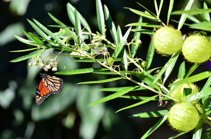 10 Balloon Milkweed (Asclepias Gomphocarpus Physocarpus) Seeds