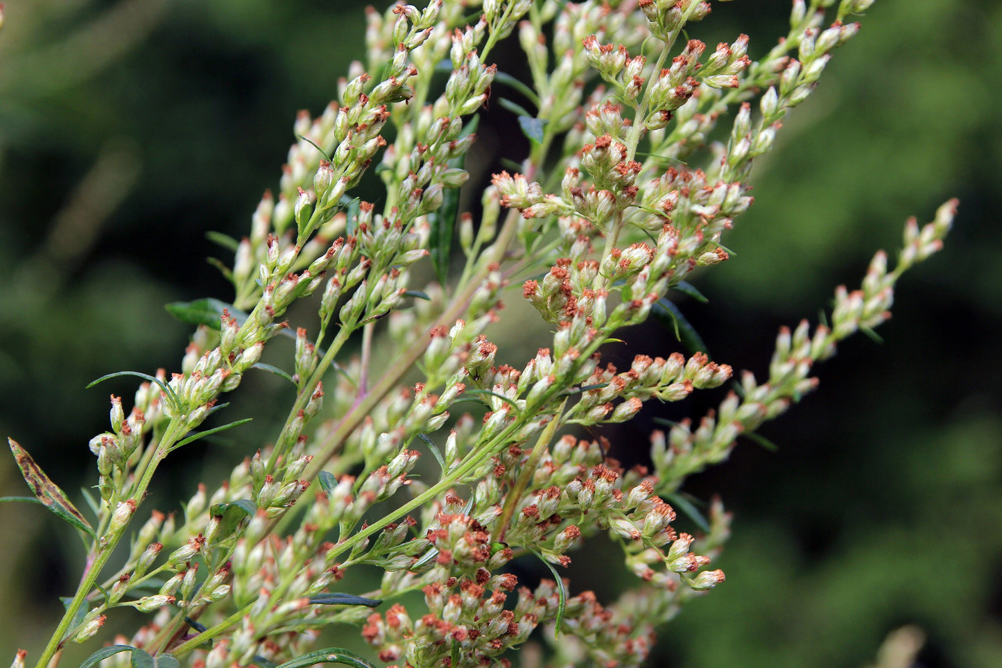 1000 Mugwort (Artemisia Vulgaris) Seeds