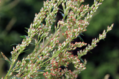 1000 Mugwort (Artemisia Vulgaris) Seeds