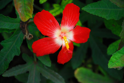 Ambrette (Musk Mallow) (Abelmoschus moschatus) Seeds – 40 ct