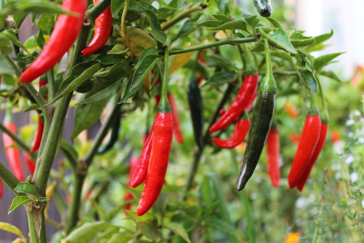 300 THIN CAYENNE PEPPER Hot Chili Long Green Red Slim Capsicum Vegetable Seeds