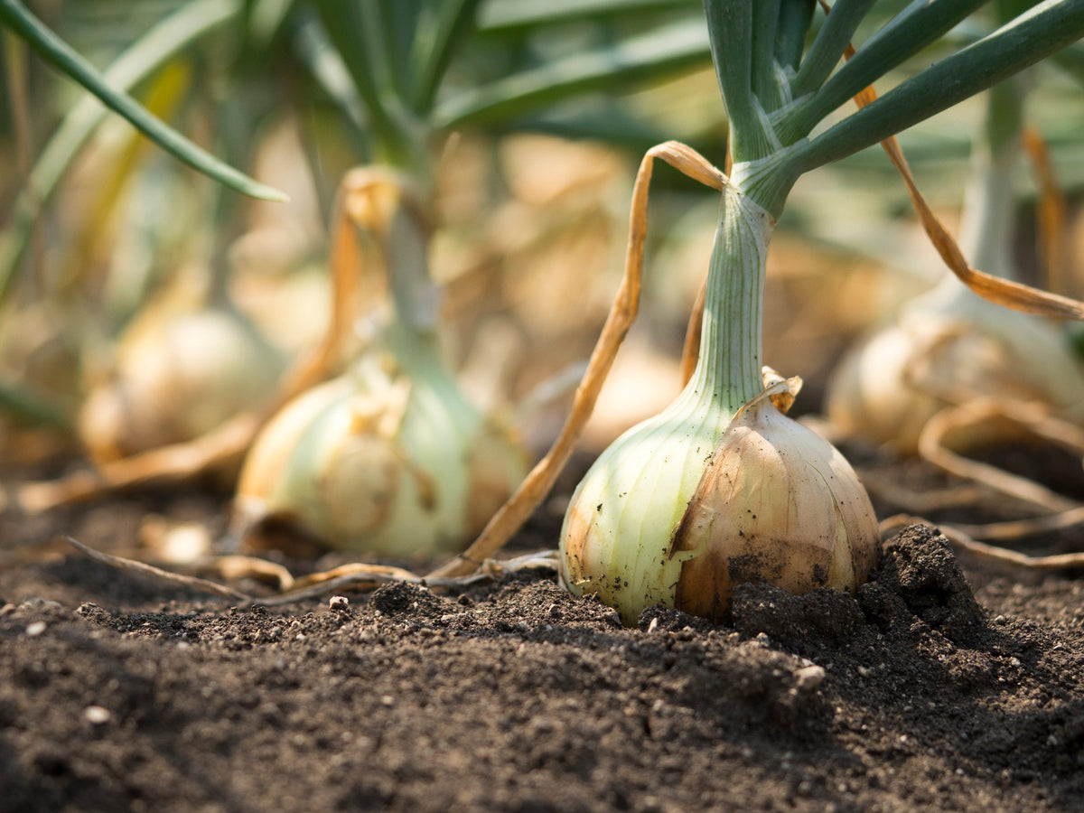 Eclipse White Sweet Onion (Allium cepa) Seeds – 250 ct