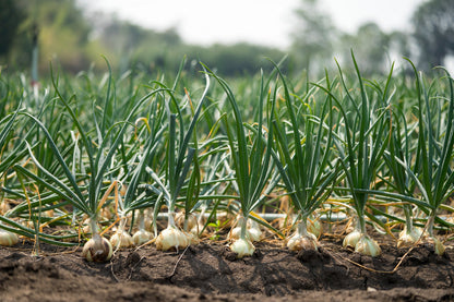 500 Sweet White Spanish Onion (Allium Cepa) Seeds