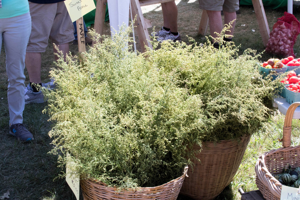 Sweet Wormwood (Sweet Annie) (Artemisia annua) Seeds – 1,000 ct