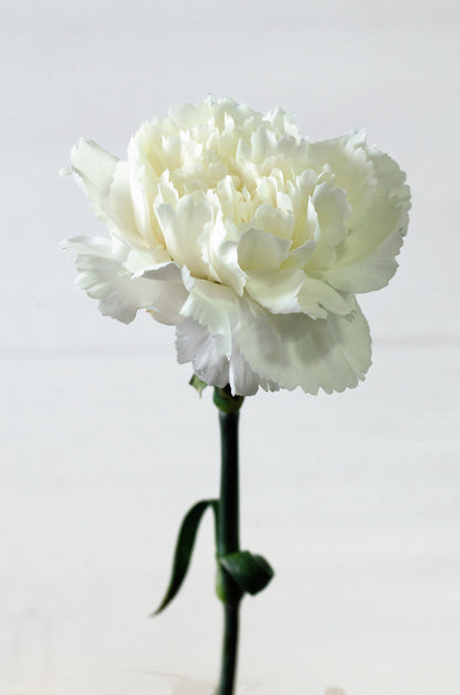 50 White Carnation (Dianthus Caryophyllus) Seeds