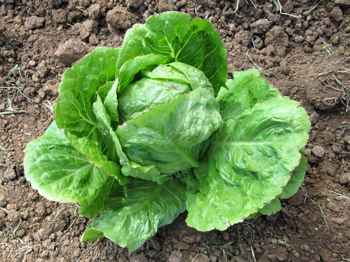 3000 ICEBERG HEAD LETTUCE Lactuca Sativa Vegetable Seeds