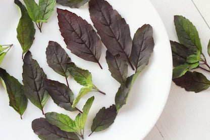 200 Purple Krishna Tulsi/Holy Basil (Ocimum Sanctum Tenuiflorum) Seeds