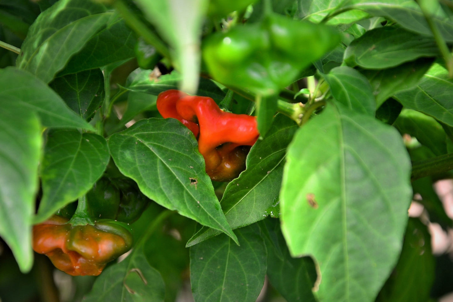 50 Sambuchi Pepper (Capsicum Baccatum) Seeds