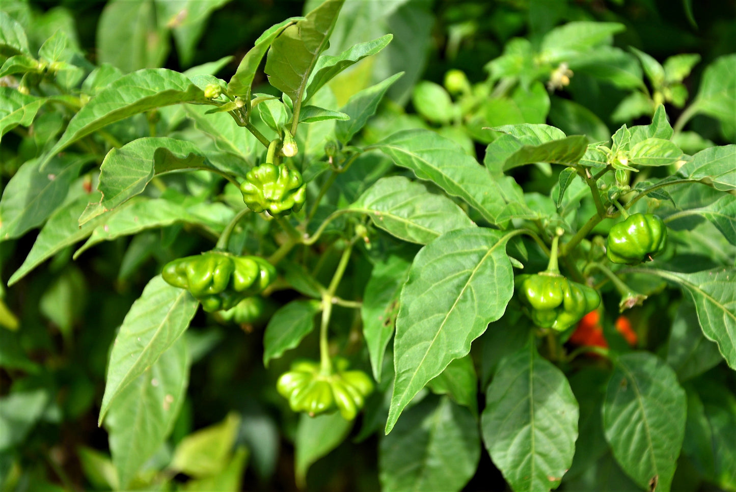 50 Sambuchi Pepper (Capsicum Baccatum) Seeds