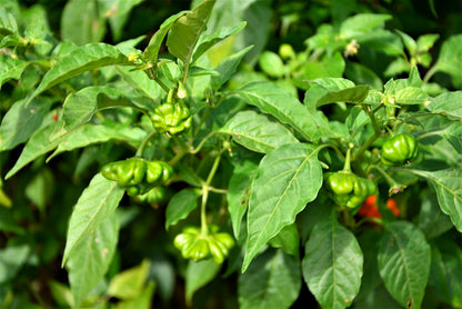 50 Sambuchi Pepper (Capsicum Baccatum) Seeds