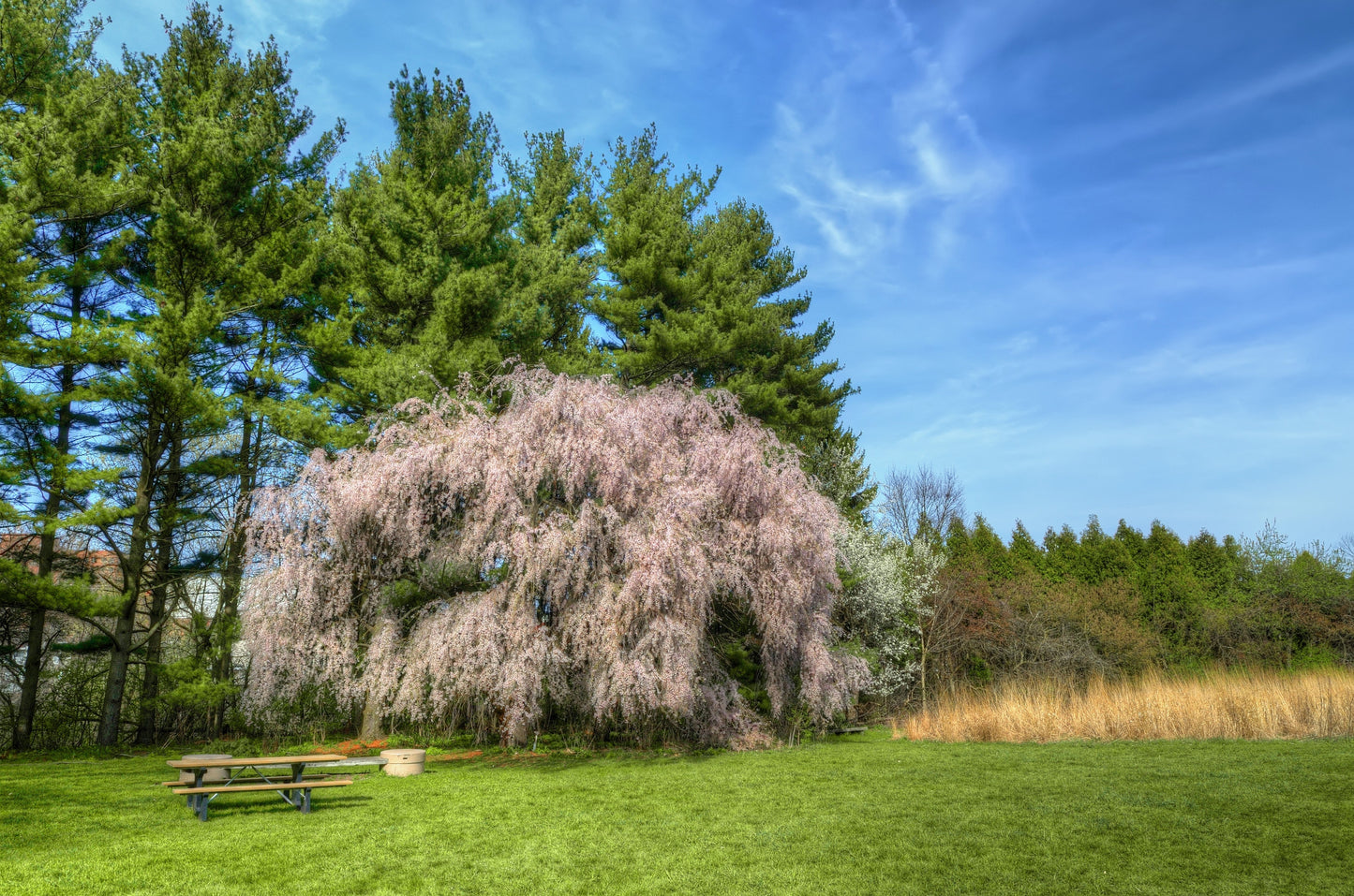 10 Weeping Higan Cherry Tree (Prunus Subhirtella Pendula) Seeds