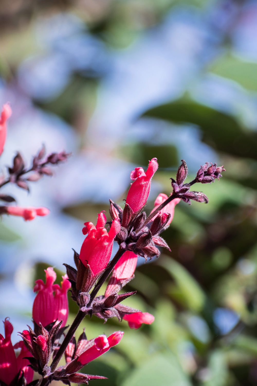 Organic Hummingbird Sage (Salvia spathacea) Seeds – 10 ct