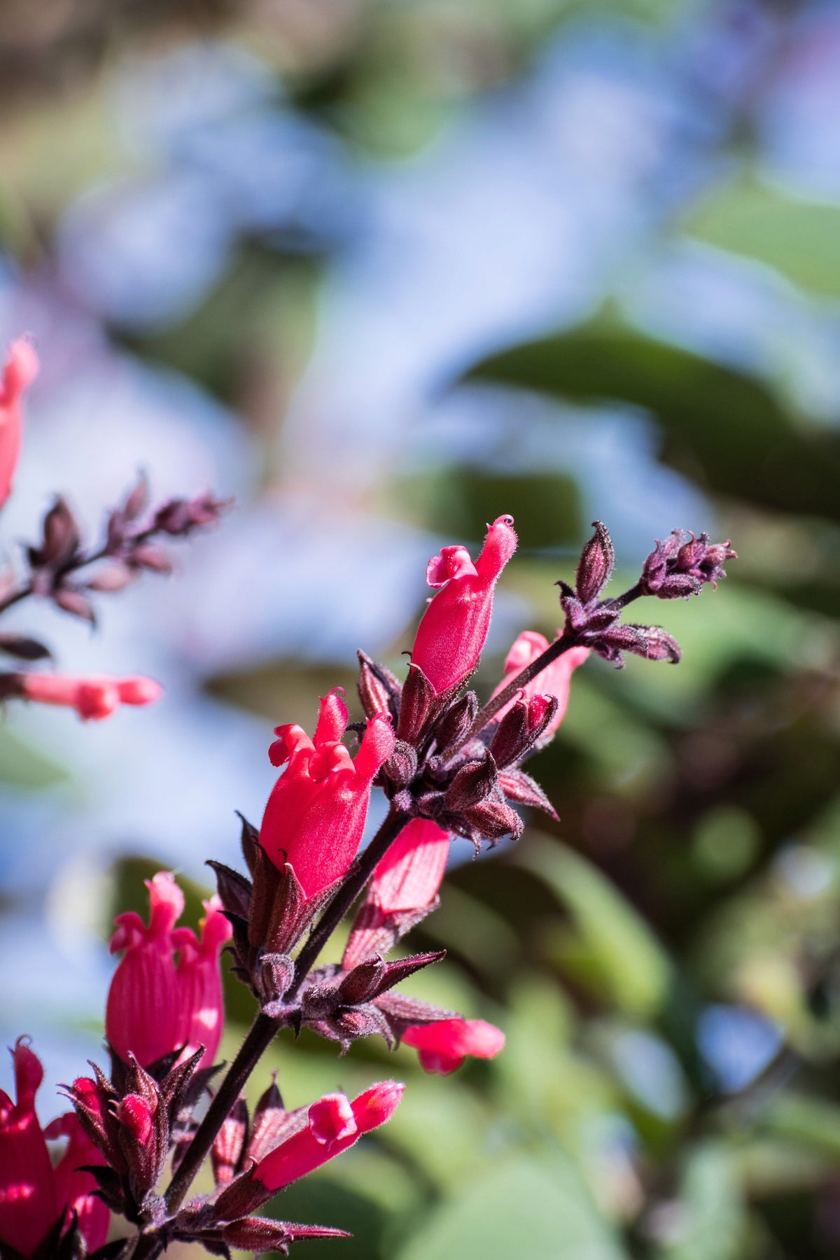 Organic Hummingbird Sage (Salvia spathacea) Seeds – 10 ct