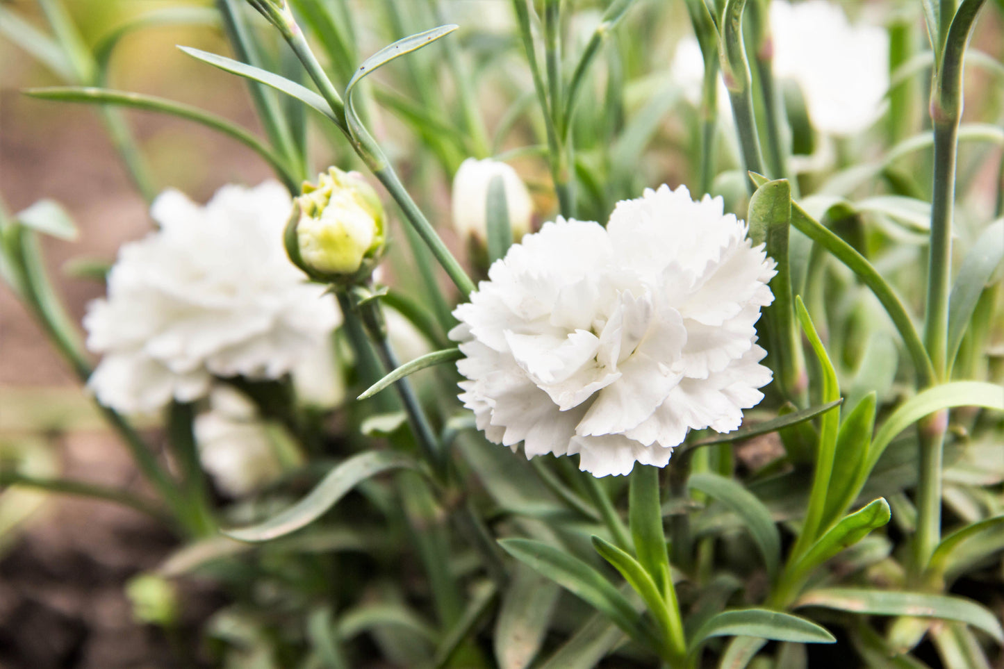 50 White Carnation (Dianthus Caryophyllus) Seeds