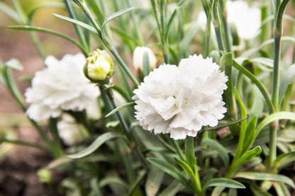 50 White Carnation (Dianthus Caryophyllus) Seeds