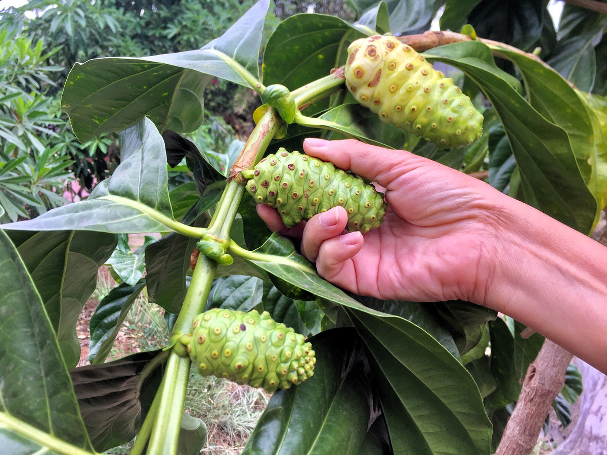 20 NONI Cheese Fruit Great Morinda Citrifolia Indian Beach Mulberry Shrub Tree Seeds