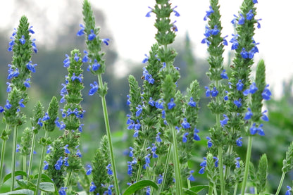 1000 Chia (Salvia Hispanica) Seeds