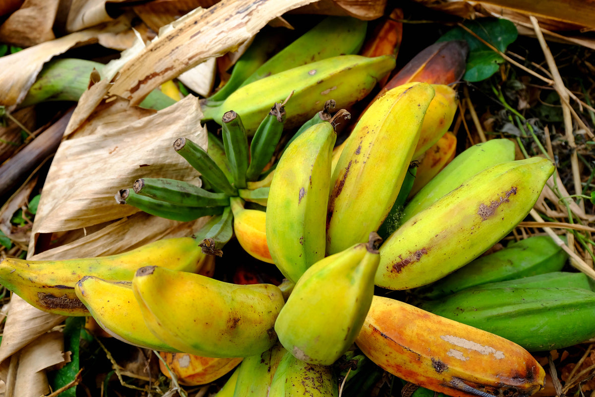 Plantain Banana (Musa balbisiana) Seeds – 5 ct