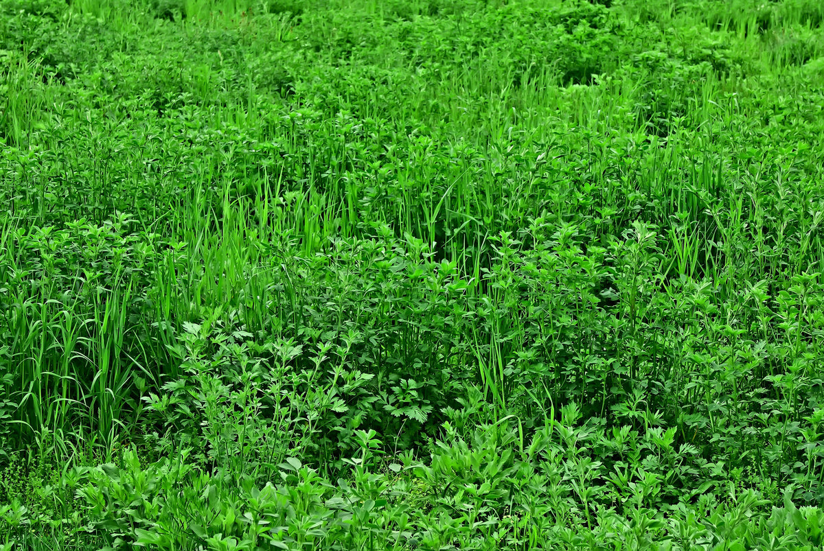 2000 Alfalfa (Medicago Sativa) Seeds