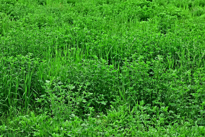 2000 Alfalfa (Medicago Sativa) Seeds