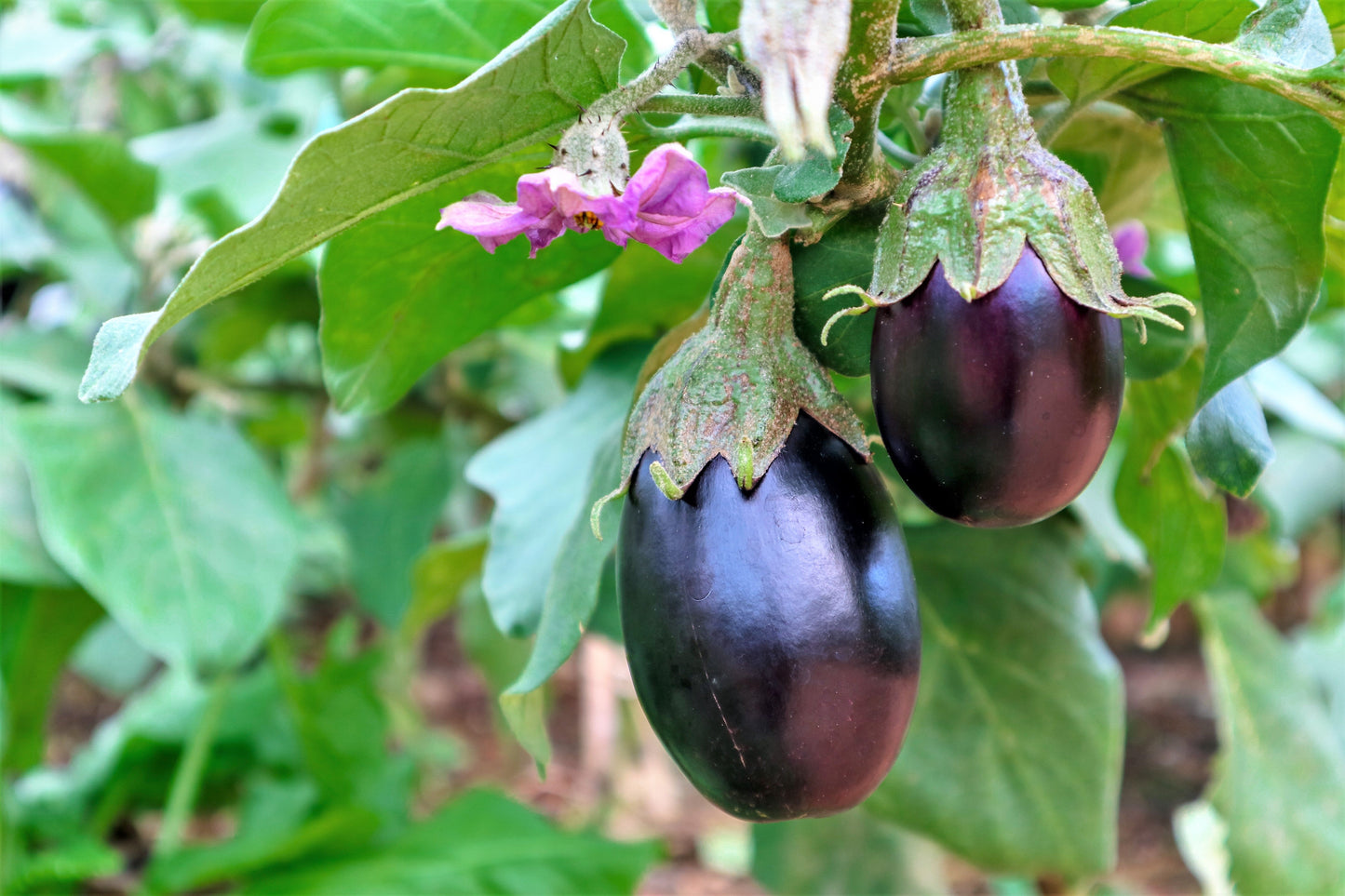 1000 Black Beauty Eggplant (Solanum Melongena Esculentum) Seeds
