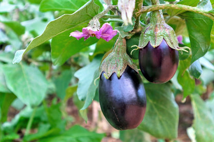 1000 Black Beauty Eggplant (Solanum Melongena Esculentum) Seeds