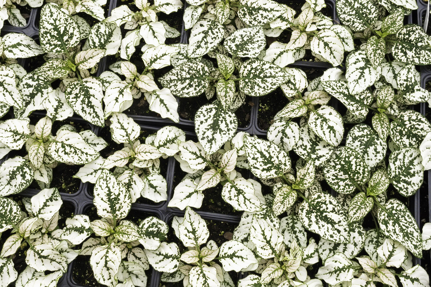 10 Dwarf White Polka Dot Plant (Hypoestes Phyllostachya) Seeds
