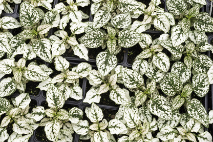 10 Dwarf White Polka Dot Plant (Hypoestes Phyllostachya) Seeds