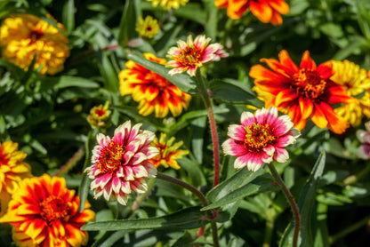 75 Mixed Colors PERSIAN CARPET ZINNIA Zinnia Haageana Flower Seeds
