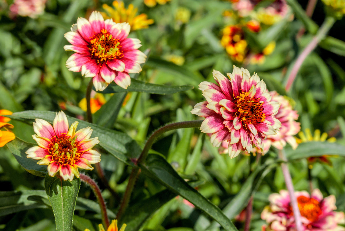 75 Mixed Colors PERSIAN CARPET ZINNIA Zinnia Haageana Flower Seeds