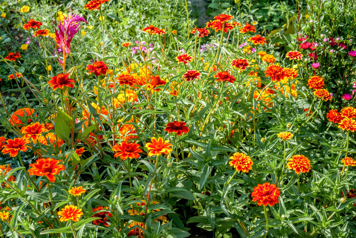 75 Mixed Colors PERSIAN CARPET ZINNIA Zinnia Haageana Flower Seeds