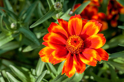 75 Mixed Colors PERSIAN CARPET ZINNIA Zinnia Haageana Flower Seeds