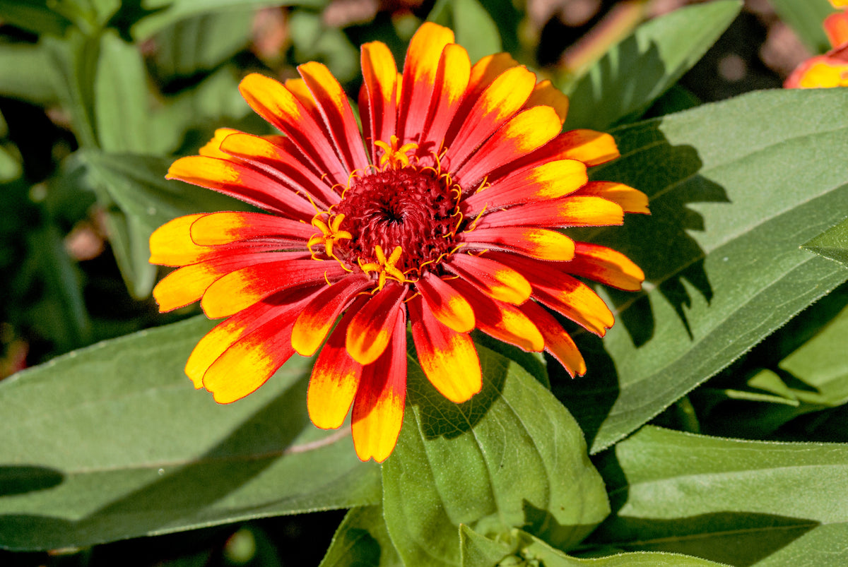 75 Mixed Colors PERSIAN CARPET ZINNIA Zinnia Haageana Flower Seeds