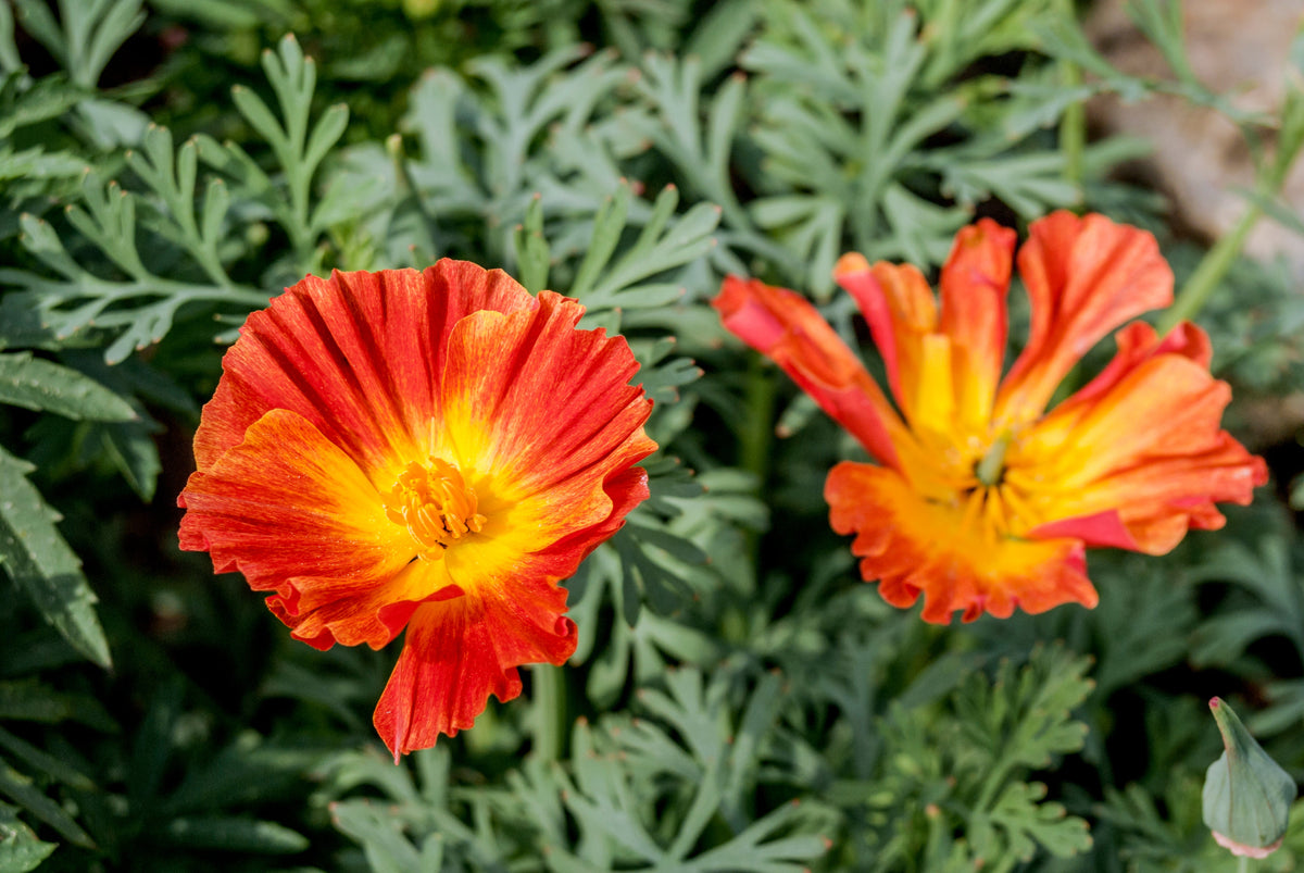 Mikado California Poppy (Eschscholzia californica) Seeds – 1,500 ct