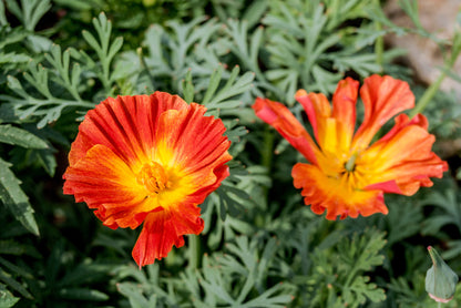 Mikado California Poppy (Eschscholzia californica) Seeds – 1,500 ct