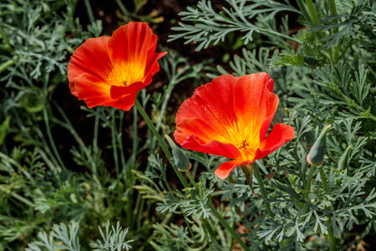 Mikado California Poppy (Eschscholzia californica) Seeds – 1,500 ct