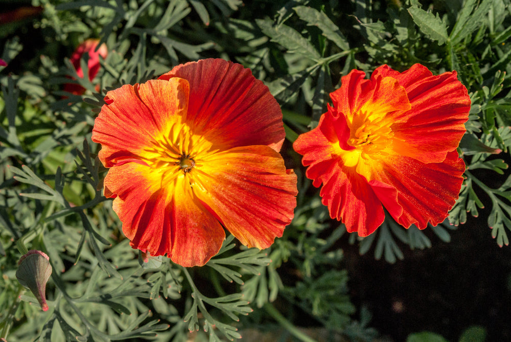 Mikado California Poppy (Eschscholzia californica) Seeds – 1,500 ct