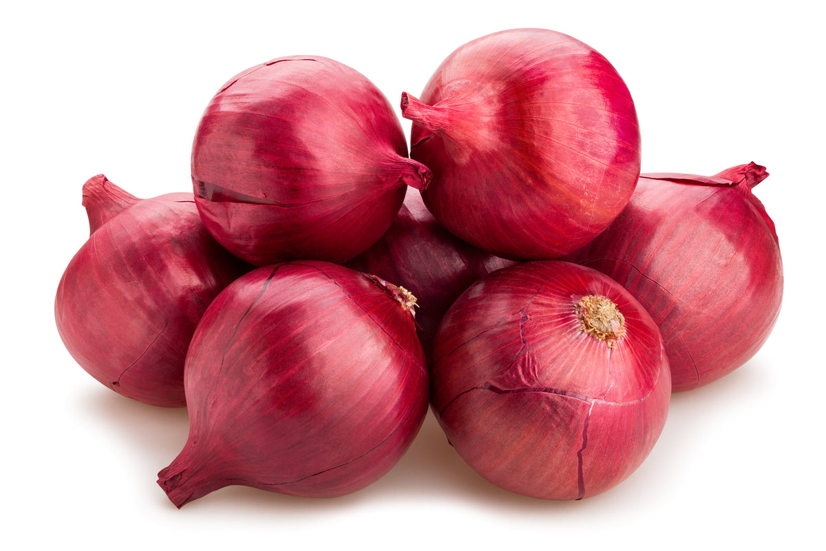 Red Burgundy Onion (Allium cepa) Seeds – 250 ct