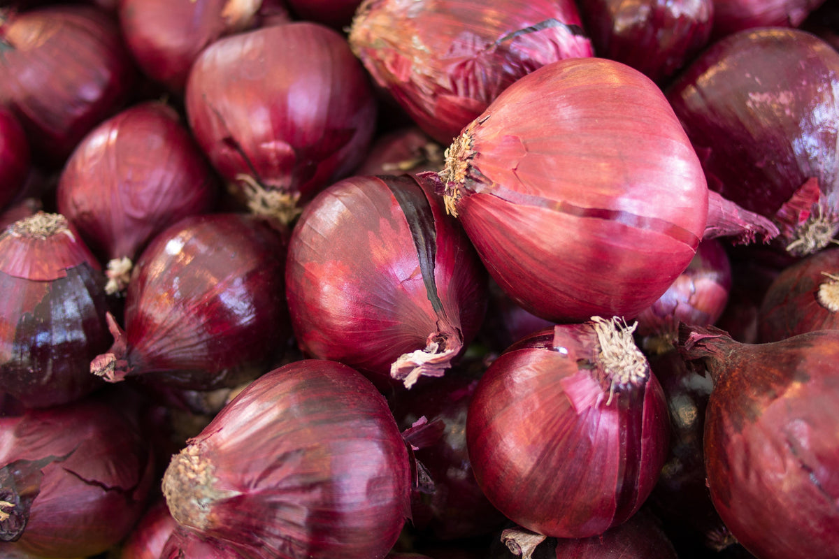 250 RED CREOLE ONION Spicy Cajun Short Day Allium Cepa Vegetable Seeds