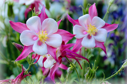 50 Rose Star Columbine (Aquilegia Caerulea) Seeds