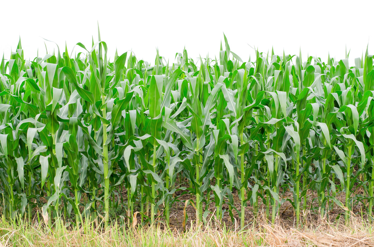 Blue Popcorn (Zea mays) Seeds – 50 ct