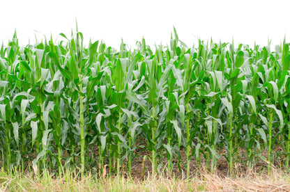 Blue Popcorn (Zea mays) Seeds – 50 ct