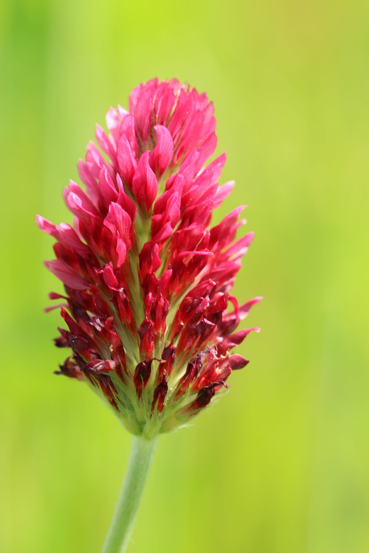 Crimson Clover (Trifolium incarnatum) Seeds – 3,000 ct