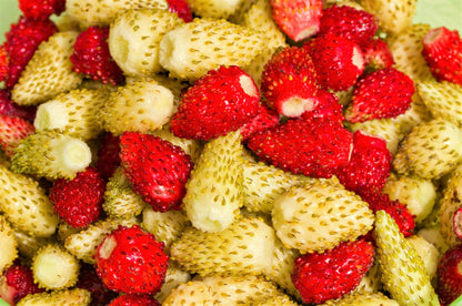 100 Yellow Wonder Strawberry (Fragaria Vesca) Seeds
