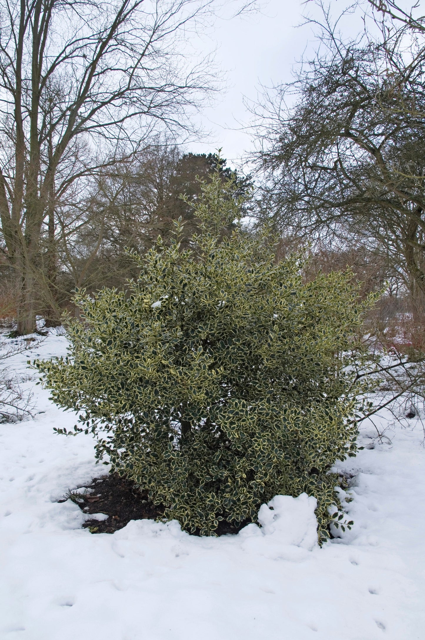 40 English Holly (Ilex Aquifolium) Seeds
