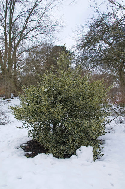 40 English Holly (Ilex Aquifolium) Seeds
