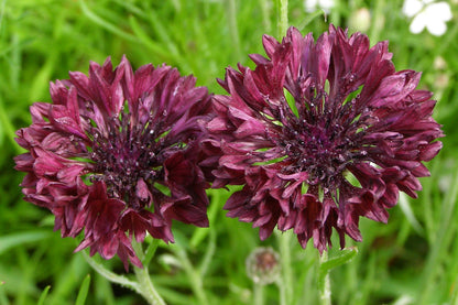 25 Bachelor's Button (Centaurea Cyanus) Seeds