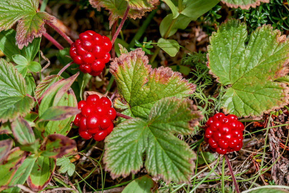 10 Arctic Raspberry (Rubus Arcticus) Seeds