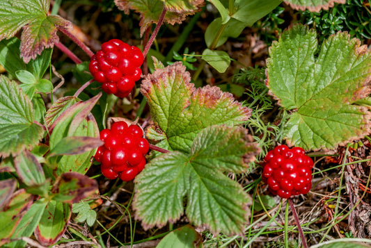 10 Arctic Raspberry (Rubus Arcticus) Seeds