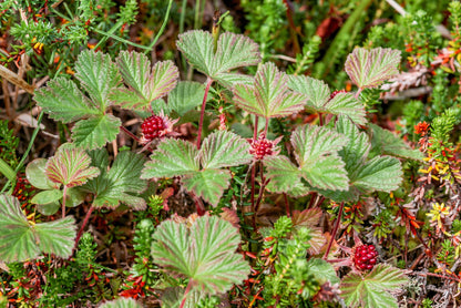 10 Arctic Raspberry (Rubus Arcticus) Seeds